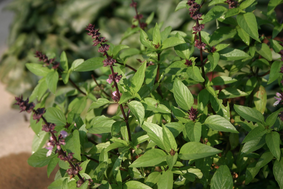 Thai Basil Plant