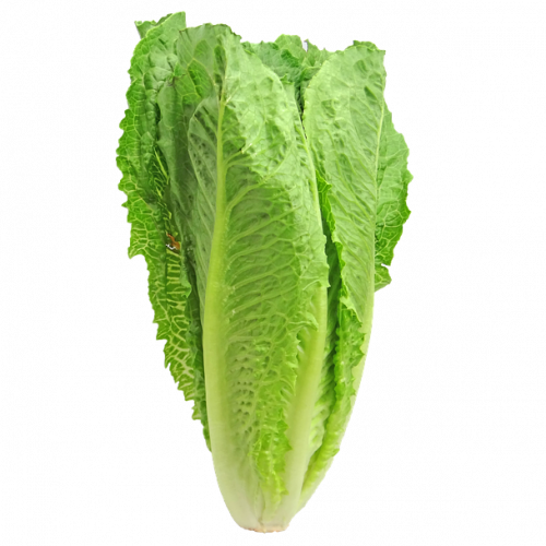 Day 32 – Lettuce