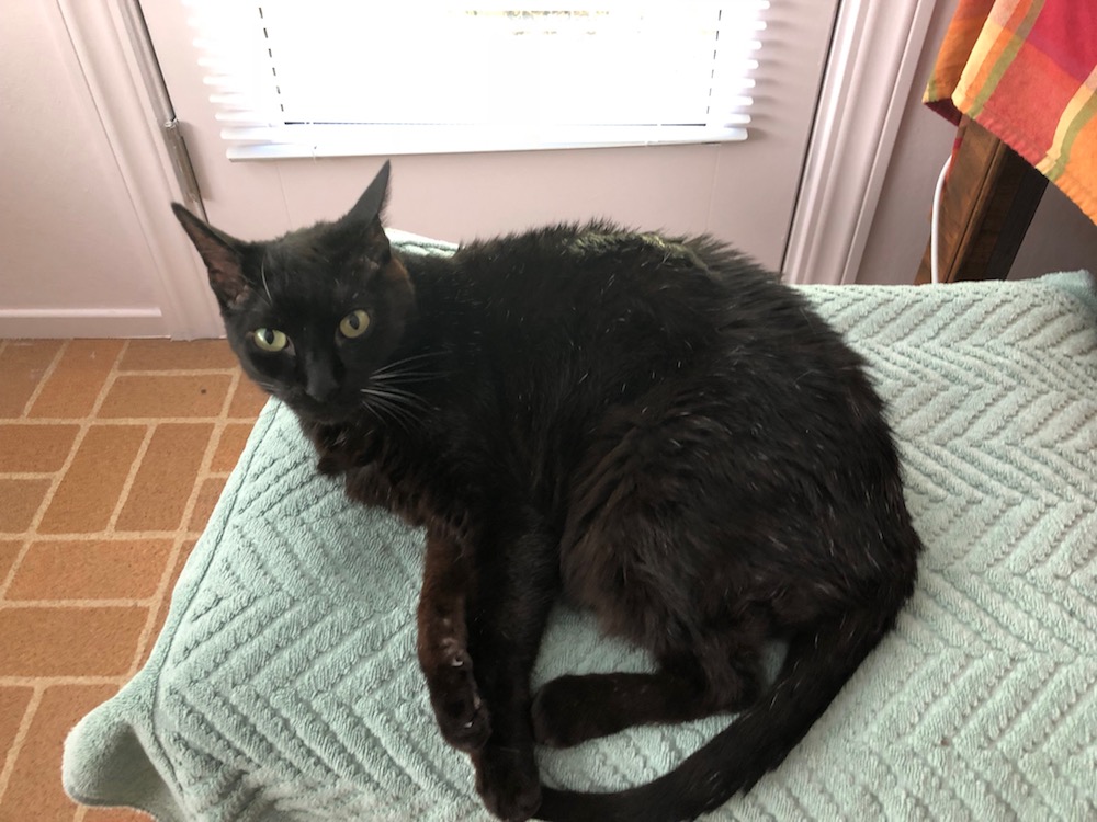 Panther on a Stool