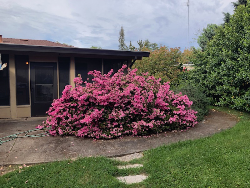 The Giant Azalea